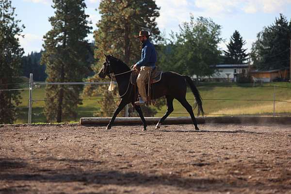 black-star-socks-horse