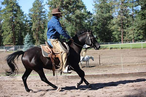 all-around-morgan-horse