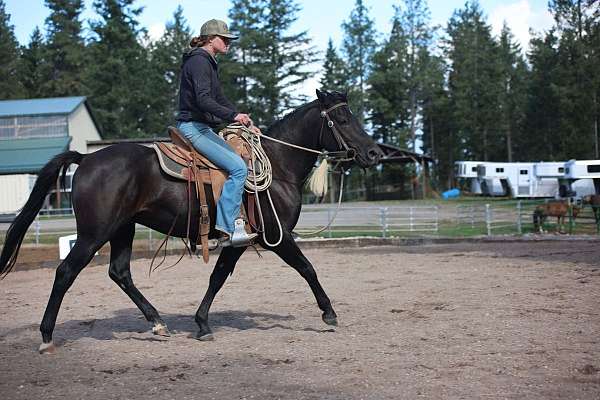 athletic-morgan-horse