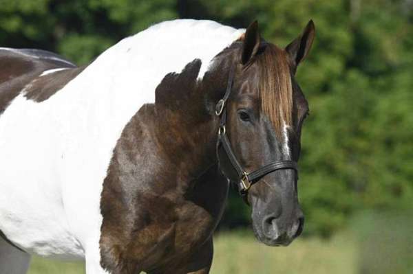 piebald-redwhite-horse