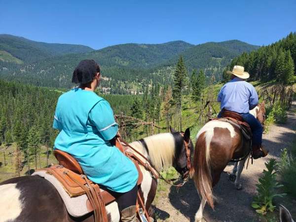 white-draft-pony-gelding