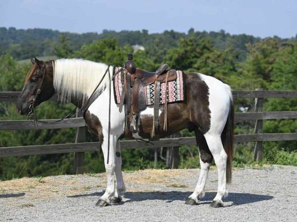 white-draft-pony-for-sale