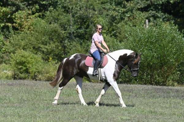 all-around-paint-horse