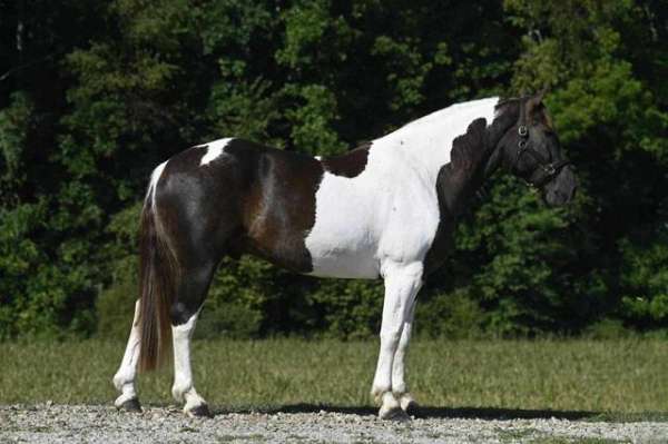 piebald-paint-gelding