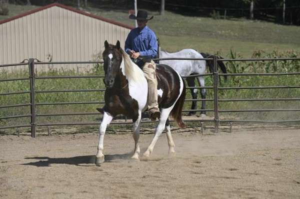 piebald-all-around-horse