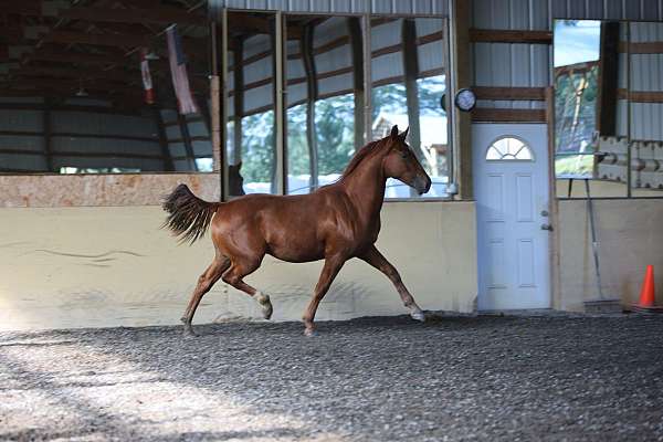 competition-morgan-horse