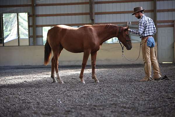 mini-morgan-horse