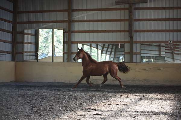 strong-morgan-horse