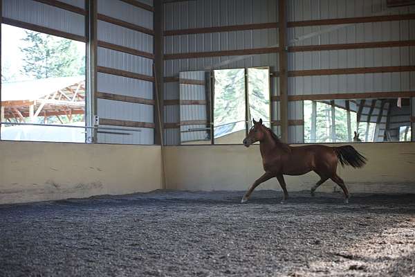 together-morgan-horse