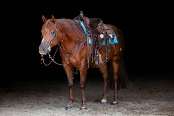 chocolate-sorrel-all-around-horse