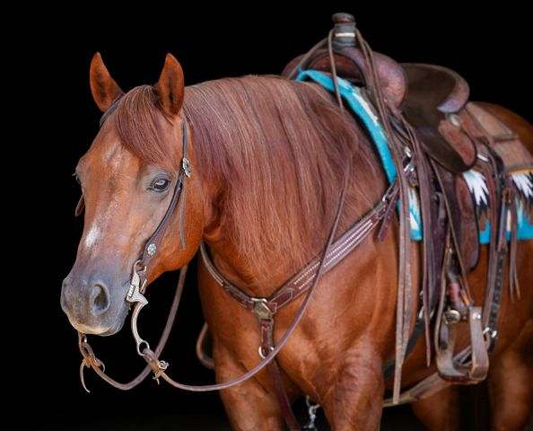 chocolate-sorrel-ranch-horse