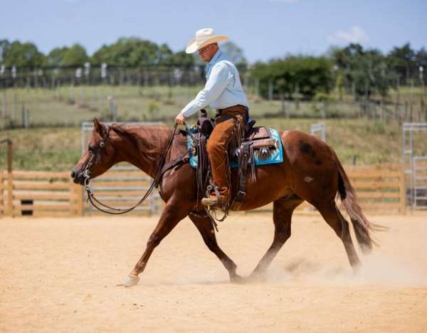 chocolate-sorrel-reining-horse