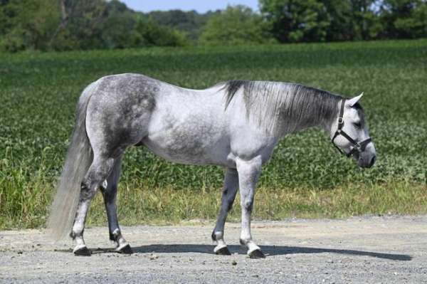 grey-quarter-horse-gelding