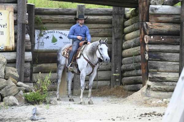 grey-all-around-horse