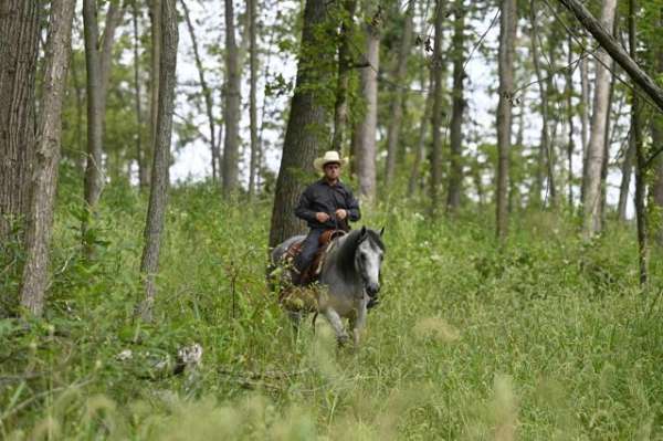 all-around-gelding