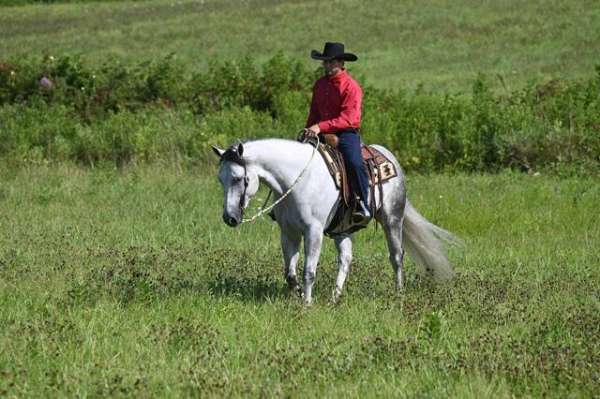 grey-aqha-gelding