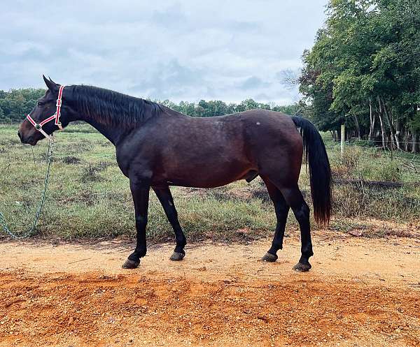 harness-trail-quarter-horse