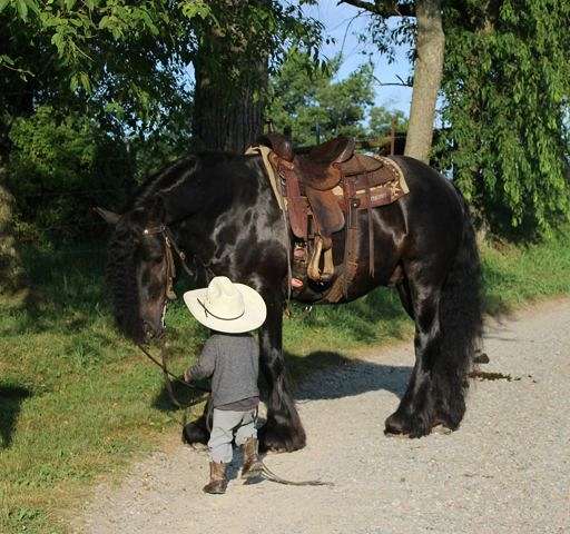 black-gypsy-vanner-gelding