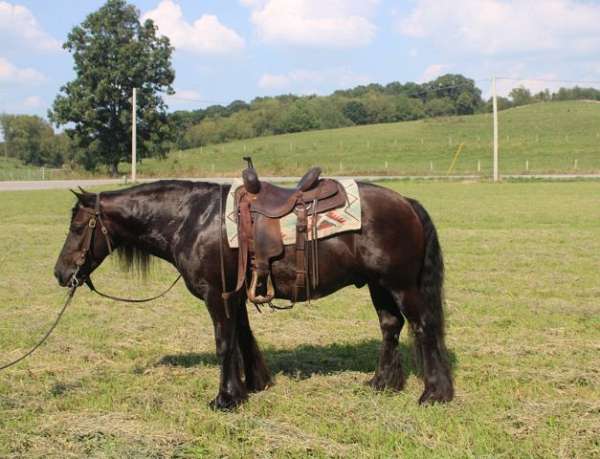 black-gelding-for-sale