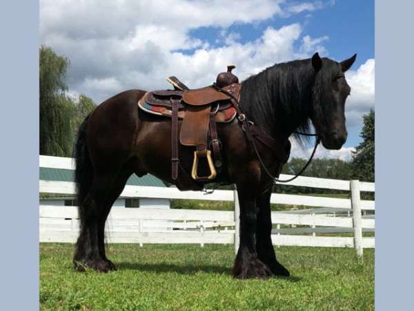 gypsy-sport-vanner-horse