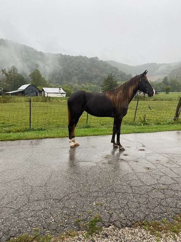 conformation-rocky-mountain-horse