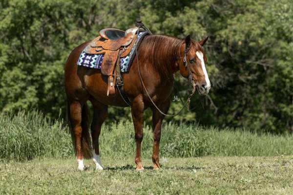 reining-miniature-pony