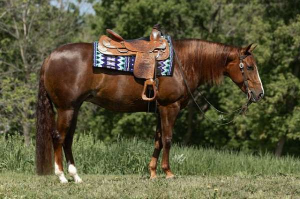 sorrel-miniature-pony-broodmare