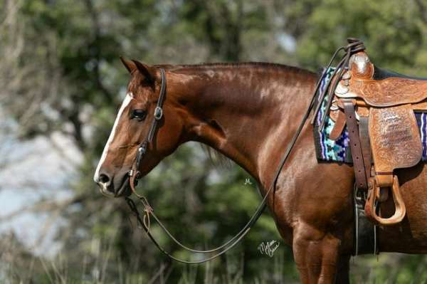 sorrel-miniature-pony-foal