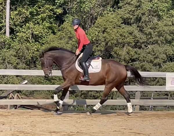 athletic-dutch-warmblood-horse