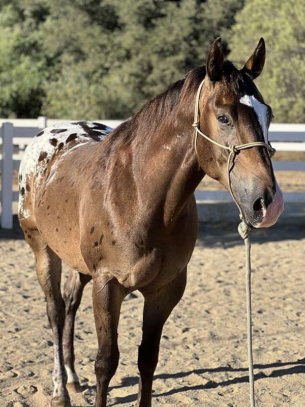 chocolate-dun-with-spotted-blanket-horse