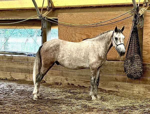 mustang-gelding