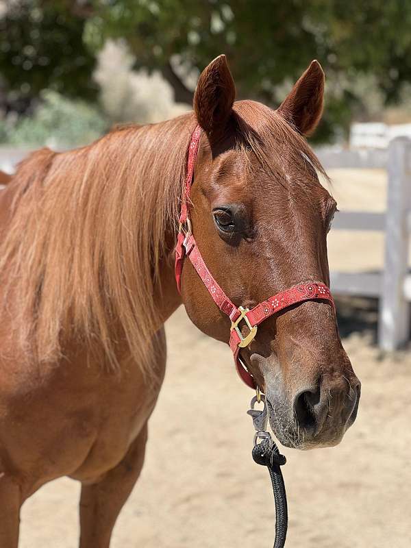 white-sock-horse