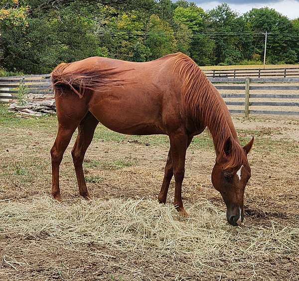 trail-trail-riding-quarter-horse