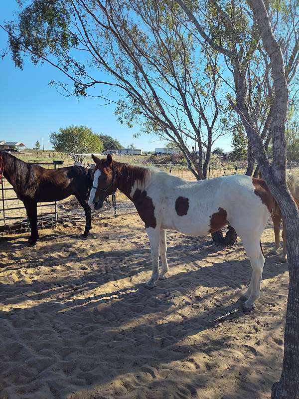 15-hand-gelding