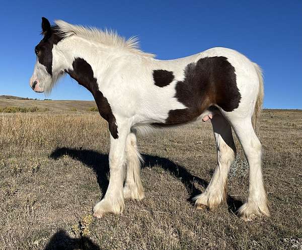 tobiano-partial-blue-eye-horse