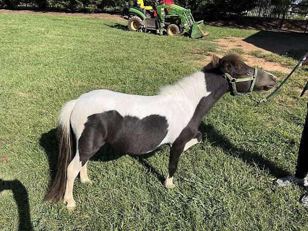 excellent-breeder-miniature-horse