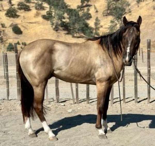 grulla-working-equitation-horse