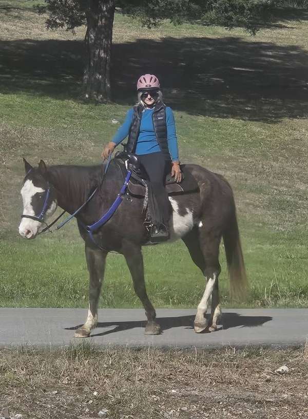 black-halter-pole-horse