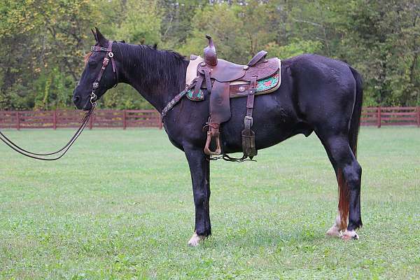 working-catt-kentucky-mountain-horse