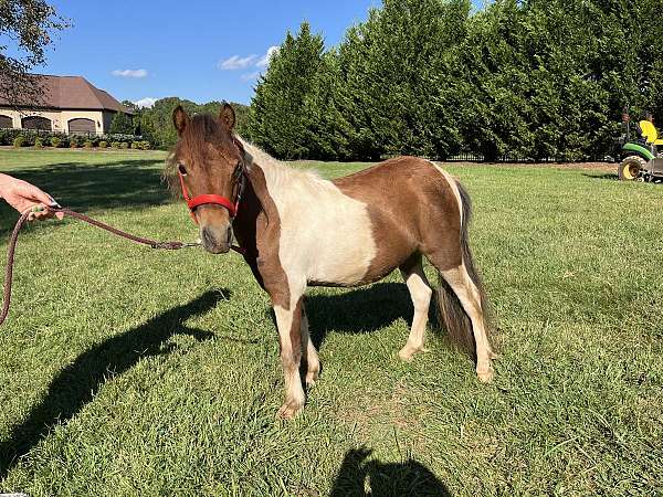 ferrier-miniature-horse