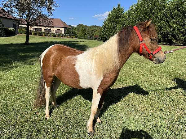 right-age-miniature-horse