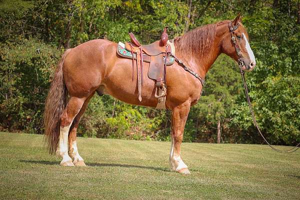 reining-belgian-horse