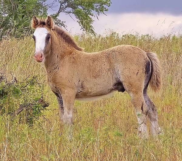 driving-halter-pony