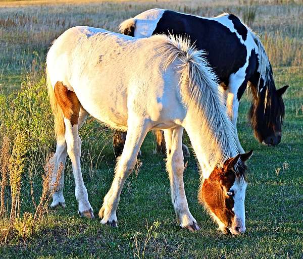 tobiano-pony-colt