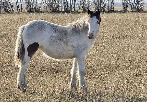 tobiano-pony-colt