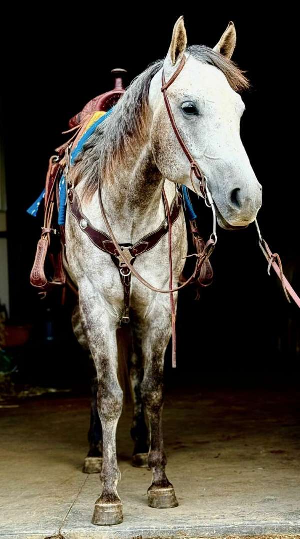 white-tail-quarter-horse