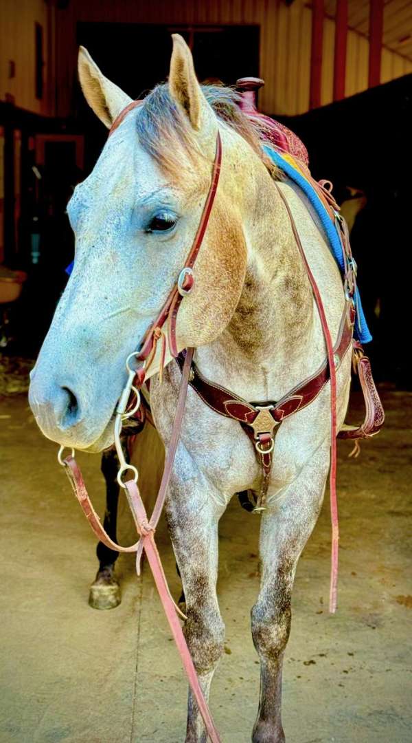 aqha-quarter-horse