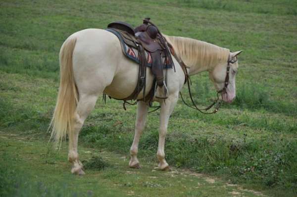 dun-perlino-aqha-gelding