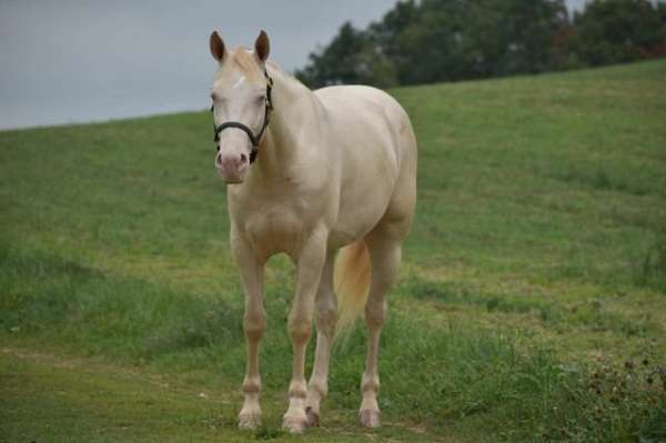 dun-perlino-gelding-for-sale