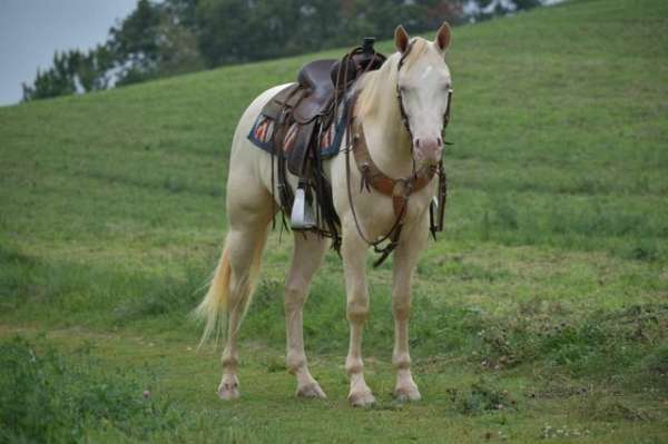 dun-perlino-trail-horse